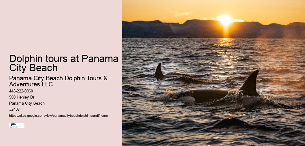Dolphin tours at Panama City Beach